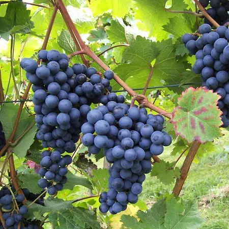 Karoline 別荘 Pulkau