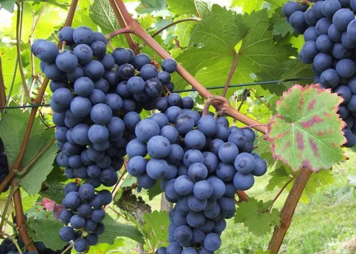 Karoline Ferienhaus Pulkau